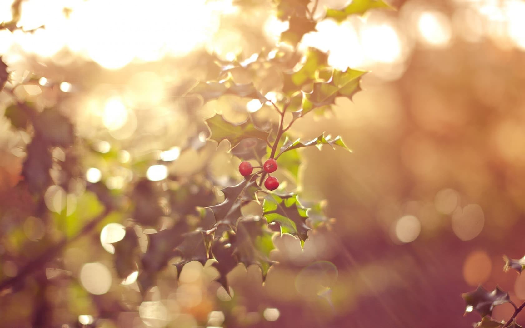 red-forest-fruits-wallpapers_35355_1680x1050.jpg