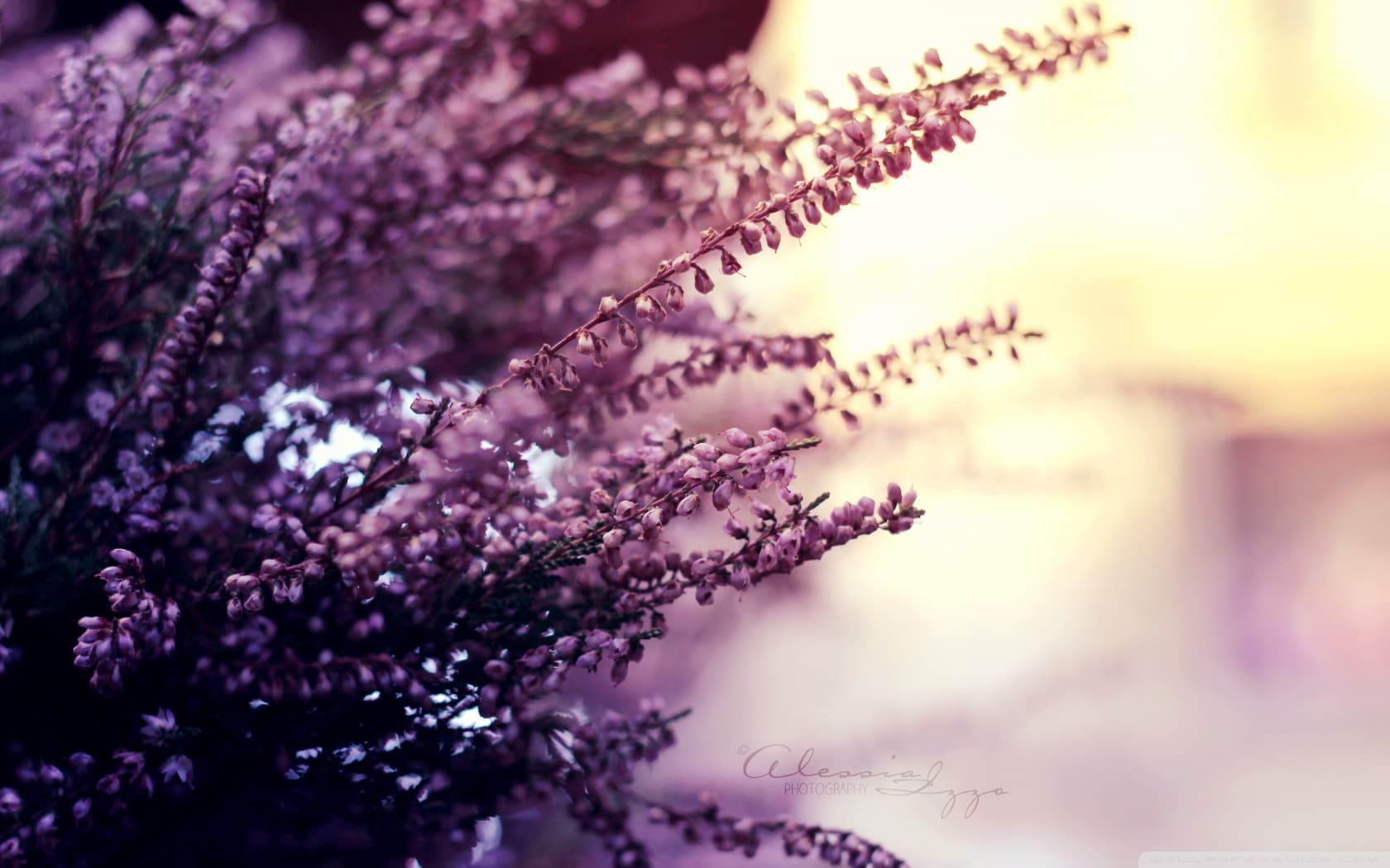 the_colors_of_summer-wallpaper-1680x1050.jpg
