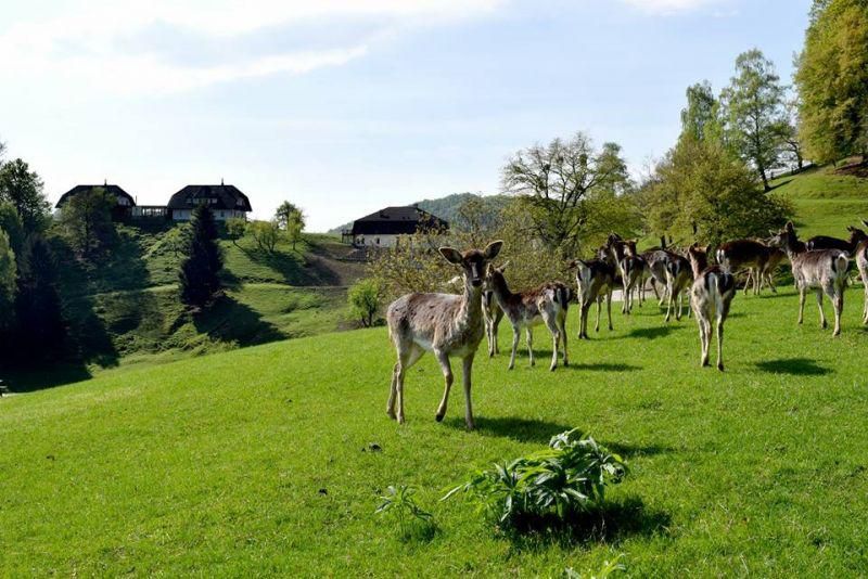 Zdraviliško zdravljenje